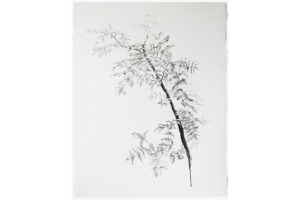 Campneuseville (2019) | 76 x 56 cm | Pencil on paper (framed)