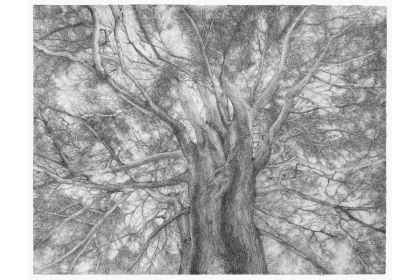 Larix (2022) | 56 x 76 cm | Pencil on canvas (framed)